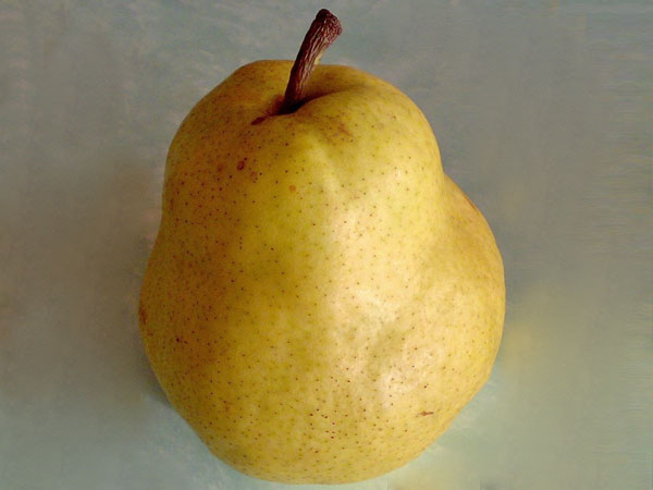 sadnica kruške Arapka