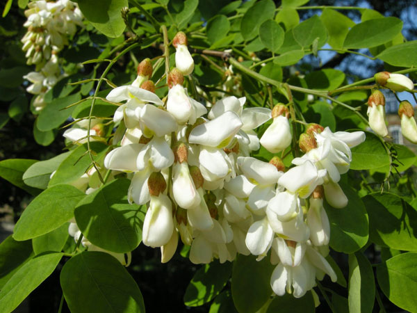 sadnica bagrema