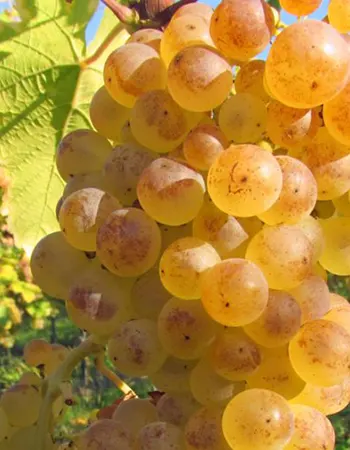 sadnica vinove loze Bagrina