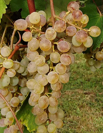 sadnica vinove loze Frajla