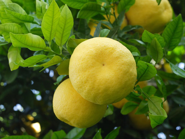 sadnica grejpfruta