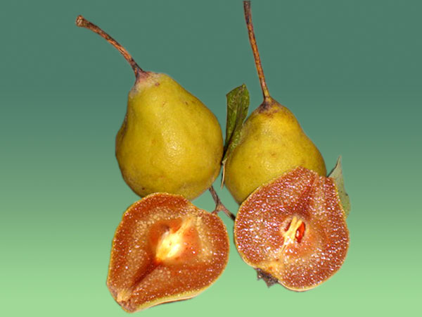 sadnica kruške Ječmenka