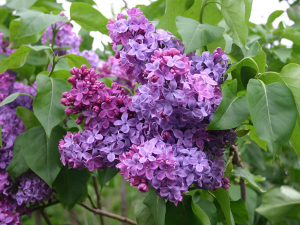 sadnica jorgovana