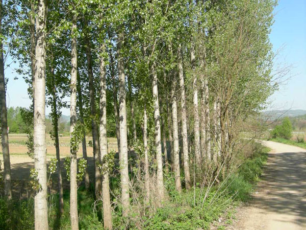 sadnica Kanadske topole