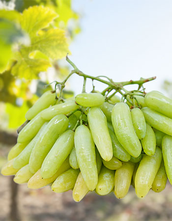 ekstra otporna sorta Bananas