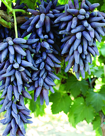 ekstra otporna sorta Black fingers