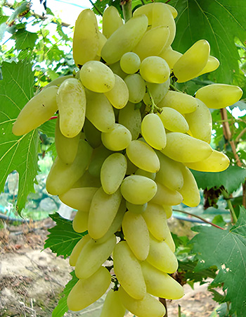 ekstra otporna sorta Gold Fingers