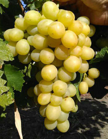 sadnica vinove loze Afus-ali