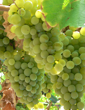 sadnica vinove loze Bačka