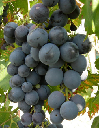 sadnica vinove loze Bekmen