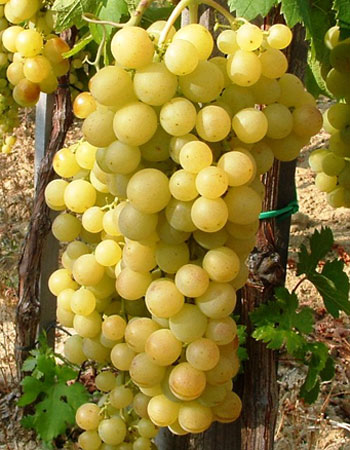 sadnica vinove loze Beogradska besemena