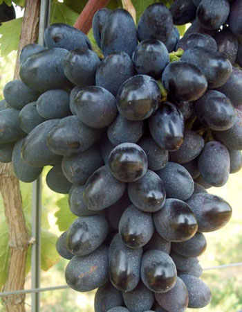 sadnica vinove loze Black Magic