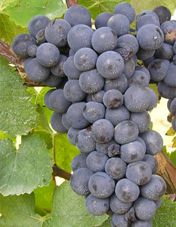 sadnica vinove loze Crni Burgundac / Pinot noir
