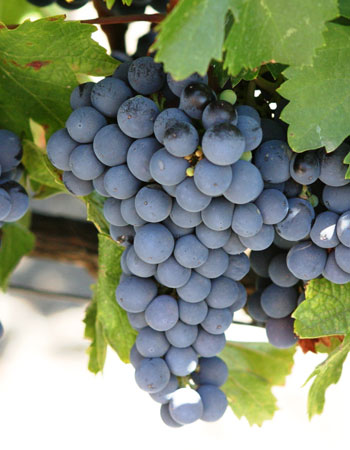 sadnica vinove loze Cabernet Sauvignon