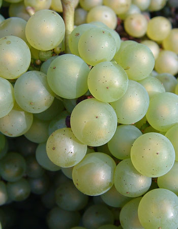 sadnica vinove loze Chardonnay