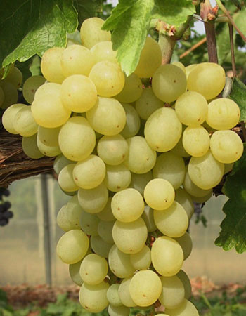 sadnica vinove loze Demir kapija