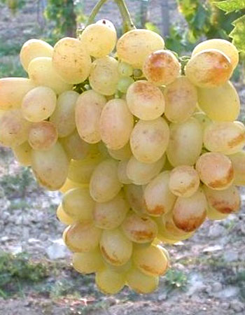 sadnica vinove loze Eva