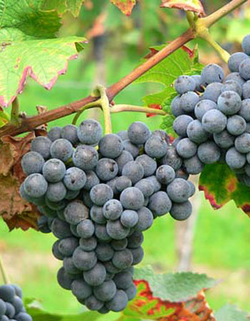 sadnica vinove loze Frankovka