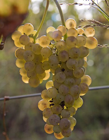 sadnica vinove loze Italijanski rizling / Graševina