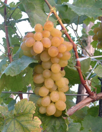 sadnica vinove loze Helikon