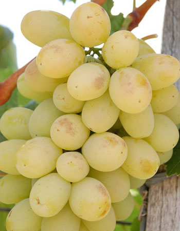 sadnica vinove loze Jagoda