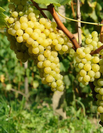 sadnica vinove loze Julski muskat