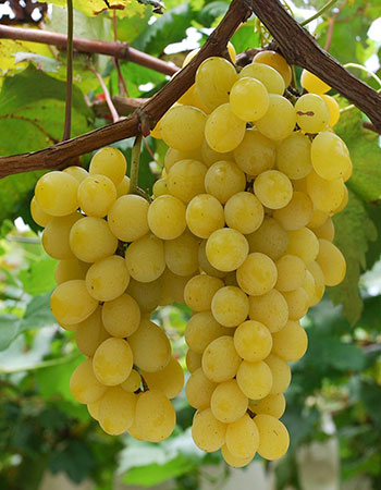 sadnica vinove loze Kraljica Vinograda