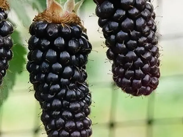 sadnica kupine Black Kalacaca
