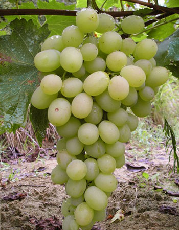 sadnica vinove loze Lasta