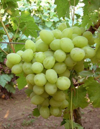 sadnica vinove loze Ljana