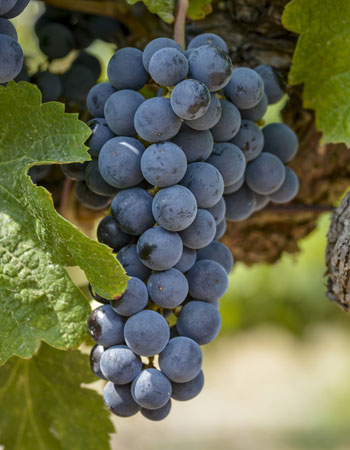 sadnica vinove loze Merlot