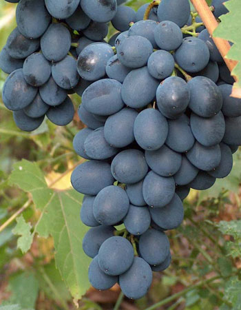 sadnica vinove loze Moldova