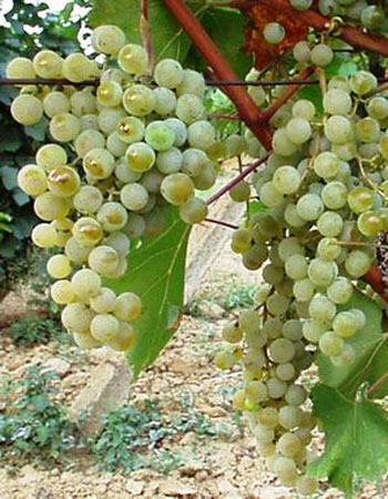 sadnica vinove loze Morava