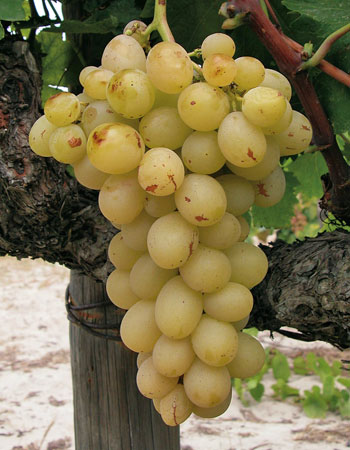sadnica vinove loze Muskat Italija