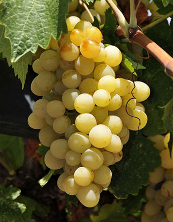 sadnica vinove loze Muskat Krokan