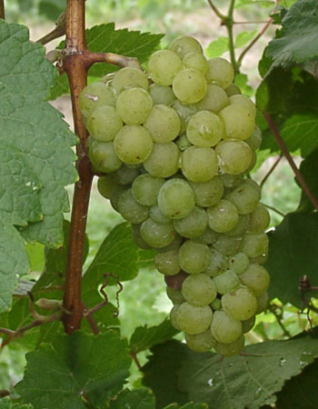 sadnica vinove loze Petra