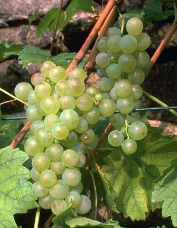 sadnica vinove loze Plemenka - Gutadel