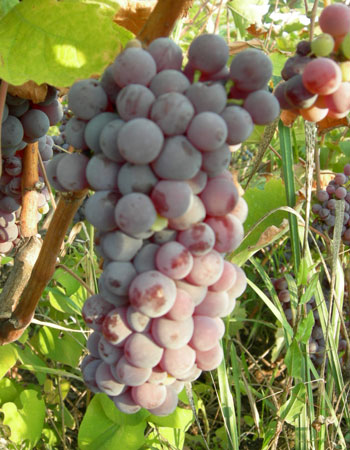 sadnica vinove loze Plovdina/Slankamenka