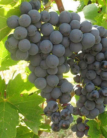 sadnica vinove loze Portugizac