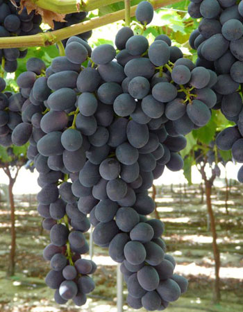 sadnica vinove loze Prima