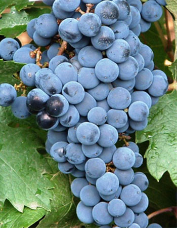 sadnica vinove loze Probus