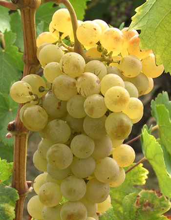 sadnica vinove loze Radmilovački muskat