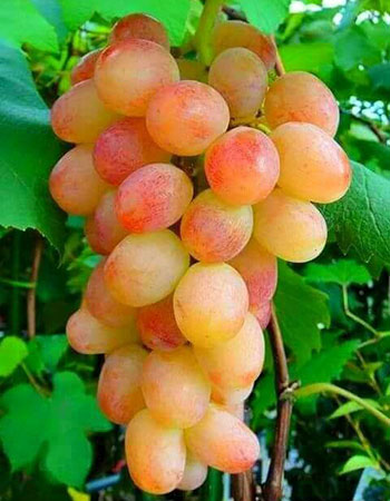 sadnica vinove loze Reliance