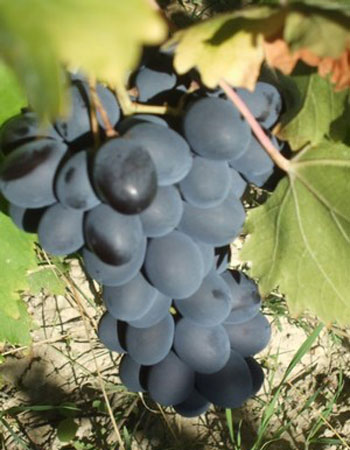 sadnica vinove loze Ribier
