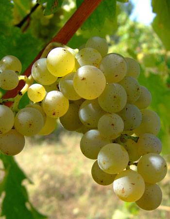 sadnica vinove loze Sauvignon Blanc