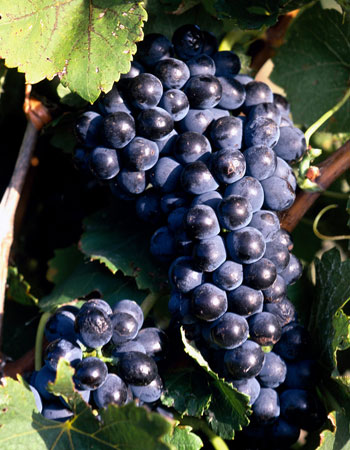 sadnica vinove loze Syrah / Shiraz