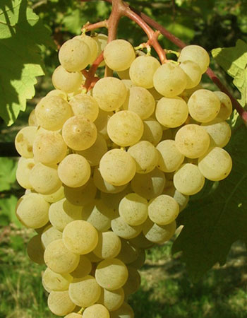sadnica vinove loze Smederevski muskat