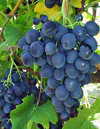 sadnica vinove loze Srbija