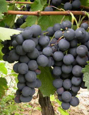sadnica vinove loze Strašenski