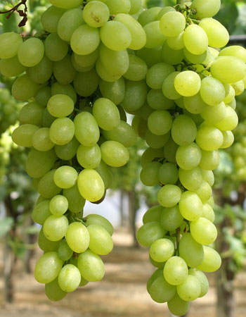 sadnica vinove loze Superior